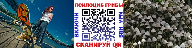 Купить где  Пучеж  Галлюциногенные грибы Psilocybine cubensis 